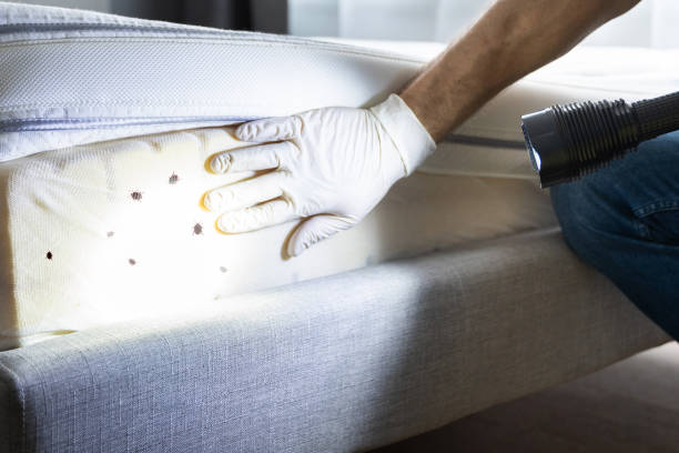 Best Affordable Pest Control Services  in Pea Ridge, AR