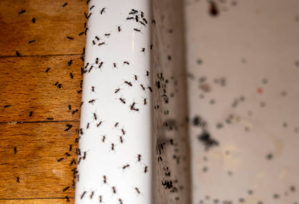 Best Pest Control for Homes  in Pea Ridge, AR